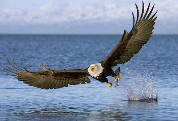 National Bird of USA