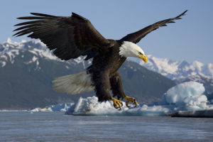 Bald Eagle Picture