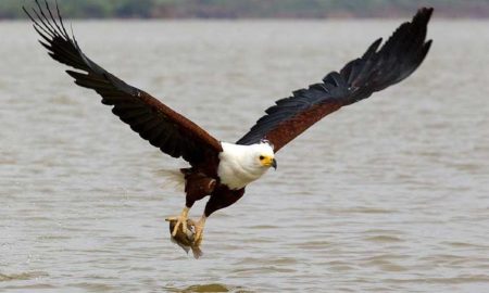 National Bird of Zambia