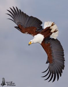 Fish Eagle Pics