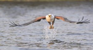 Fish Eagle Picture