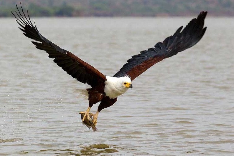 National Bird of Zambia