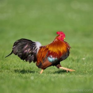 Gallic Rooster picture