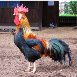 Gallic Rooster pics