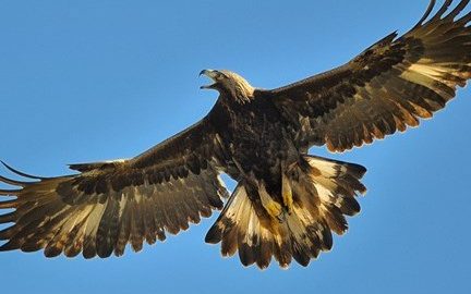 National Bird of Afghanistan