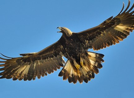 National Bird of Afghanistan