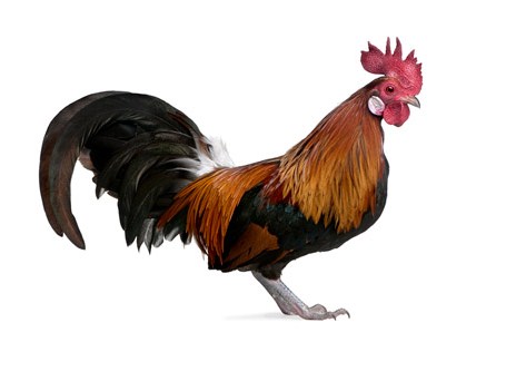 Gallic Rooster National Bird Of