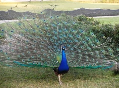 peacock-national-bird-of-india