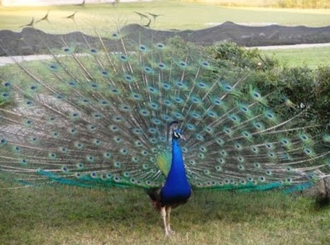 National bird of india