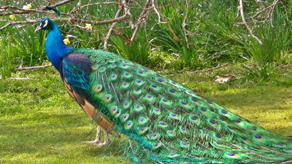 Peacock Pics