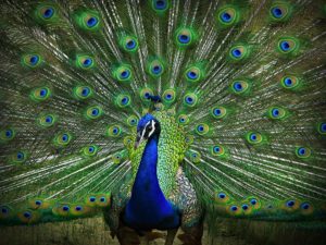 Peacock Picture