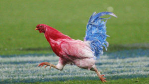 Picture of Gallic Rooster 