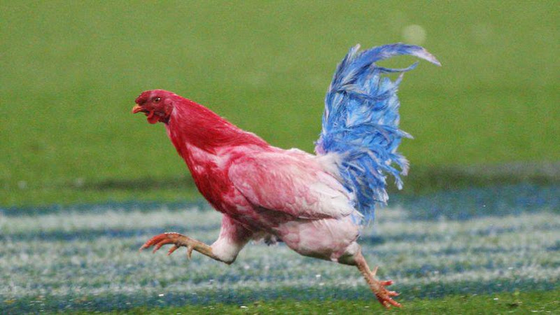 Picture of Gallic Rooster