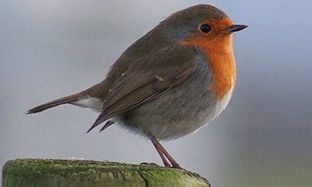 National Bird of UK