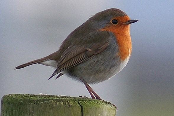 Robin crowned as UK's national bird: It's aggressive, vicious, but