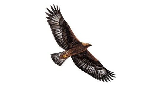 Golden Eagle Pics