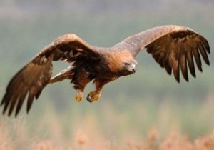 Golden Eagle pictures 