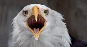 picture of Bald Eagle