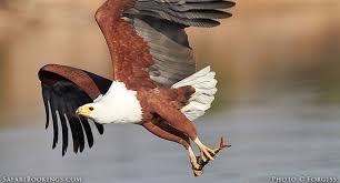 picture of Fish Eagle