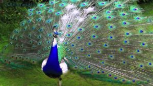 picture of Peacock 