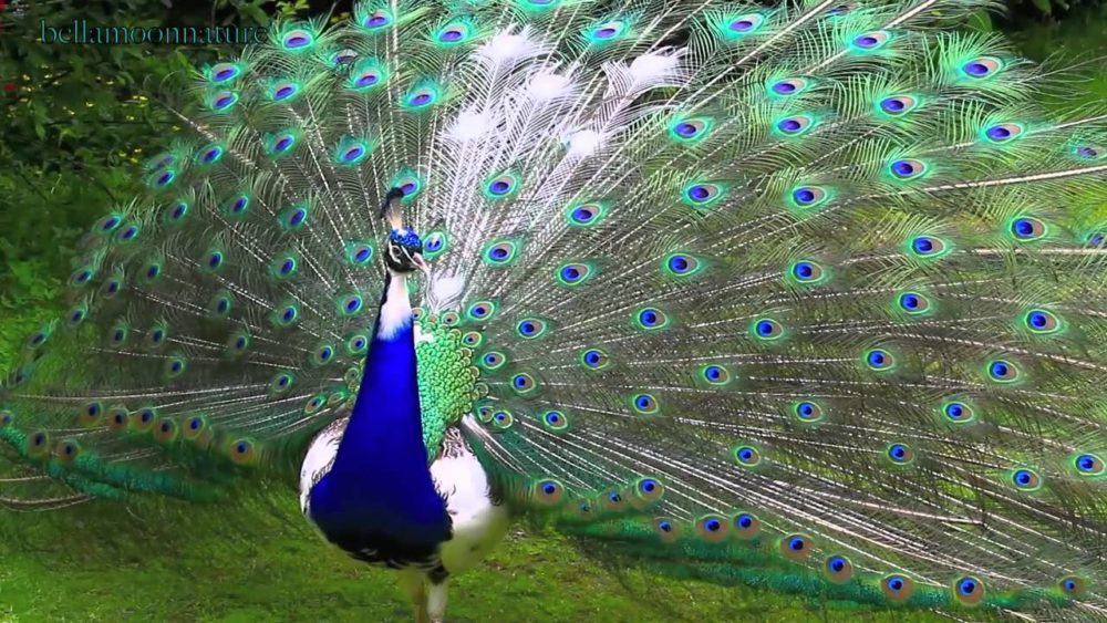 picture of Peacock