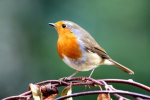 picture of Robin 