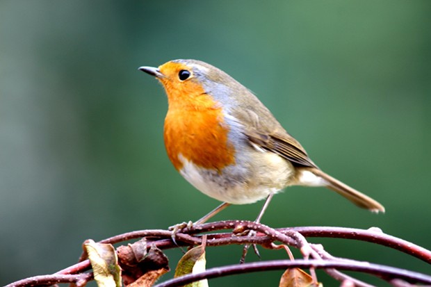 picture of Robin
