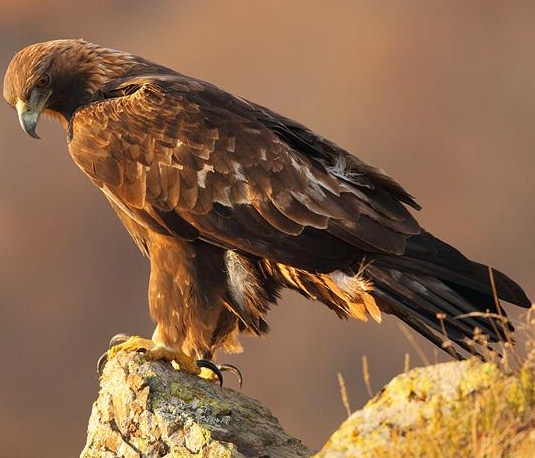 pictures of golden eagle