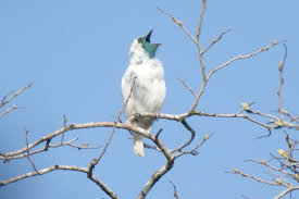 Bare-throated Bellbird Pics