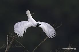 Bare-throated Bellbird Picture