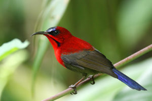 Crimson Sunbird Pics