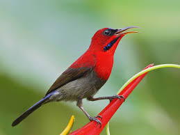 Crimson Sunbird Picture