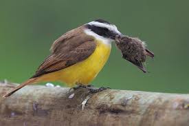 Great Kiskadee Pics