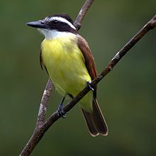 Great Kiskadee Picture