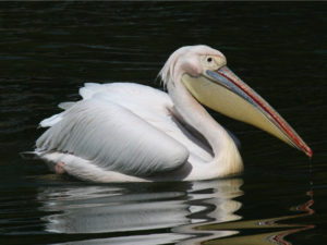 Great White Pelican Pics