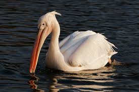 Great White Pelican Picture