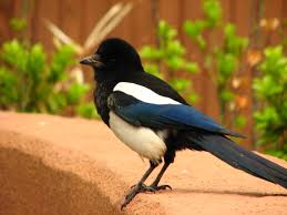 Korean Magpie Pics