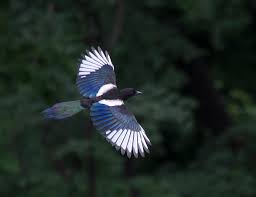 Korean Magpie Picture