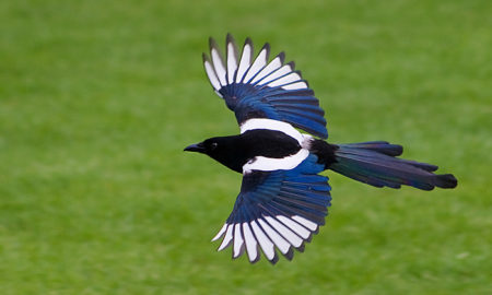 National Bird of South Korea