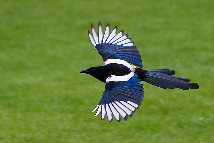 National Bird of South Korea