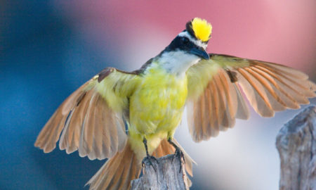 National Bird of Suriname