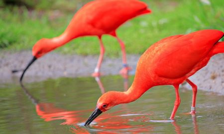 Scarlet Ibis National Bird of Trinidad and Tobago