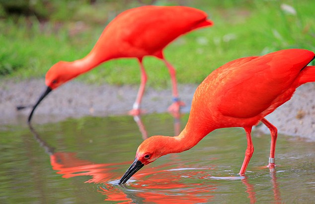 Scarlet Ibis National Bird of Trinidad and Tobago