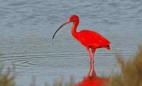 Scarlet Ibis Picture