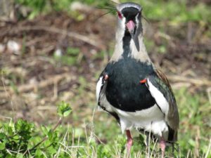 Southern Lapwing Pics