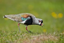 Southern Lapwing Picture