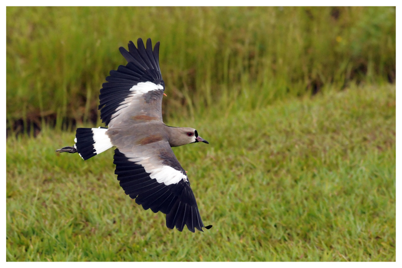 National Bird of Uruguay