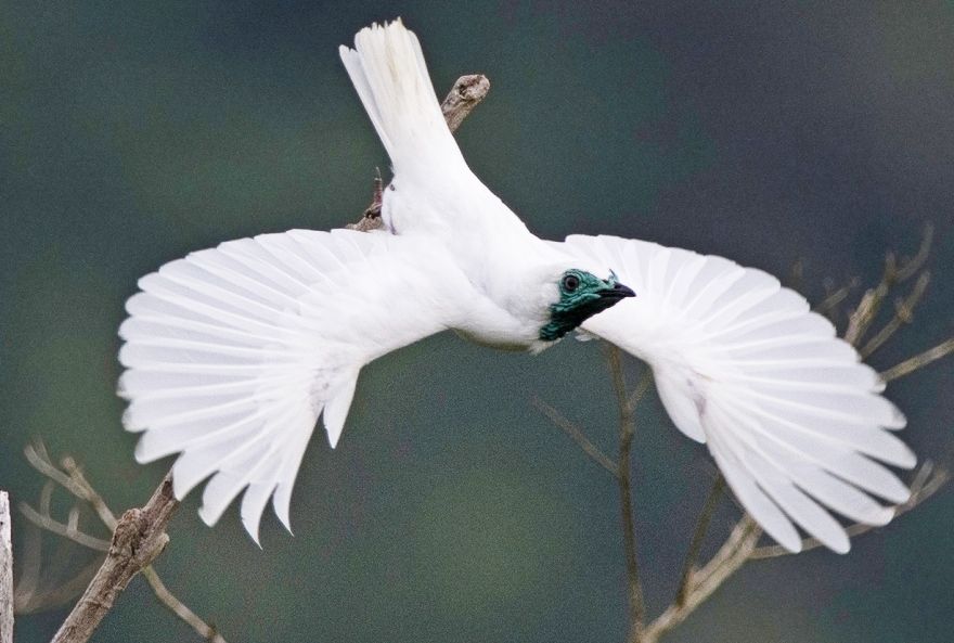 The National bird of Paraguay