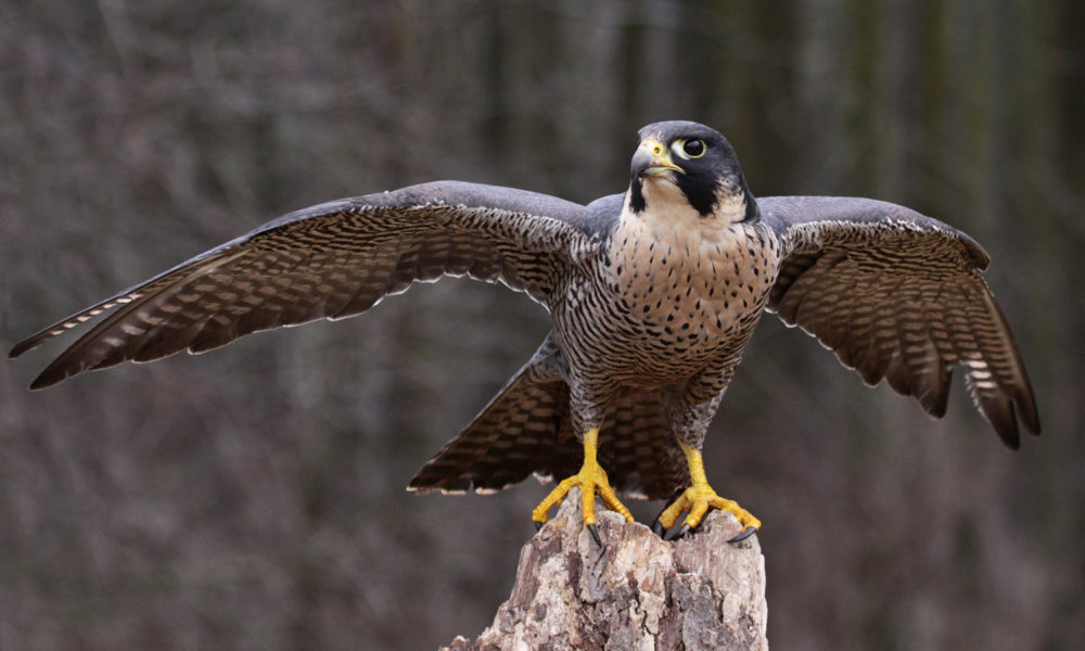 national-bird-of-qatar-archives-vdio-magazine-2024