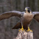 The National bird of Qatar is Falcon